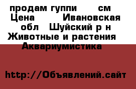 продам гуппи (2-3 см) › Цена ­ 30 - Ивановская обл., Шуйский р-н Животные и растения » Аквариумистика   